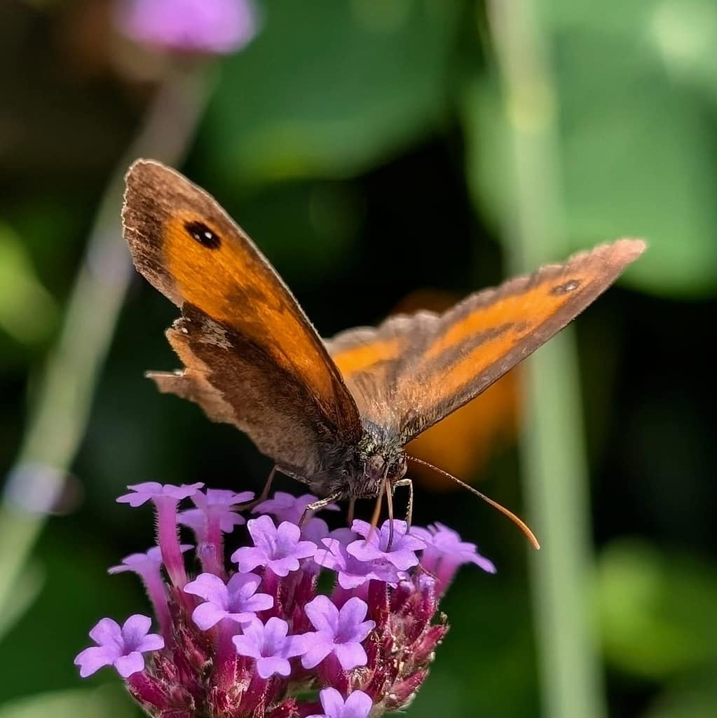 purple flower with butterfly