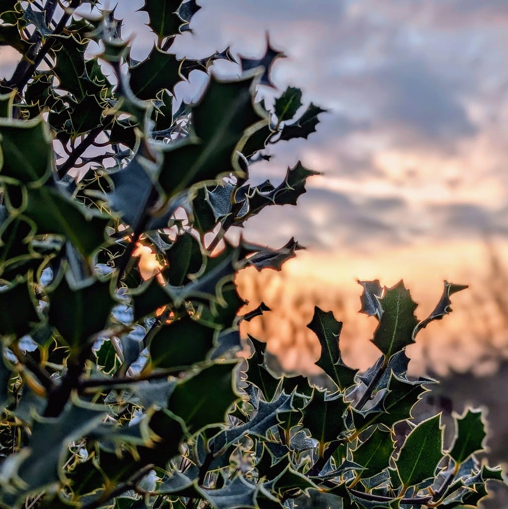 Frost-tipped holly leaves in the foreground with a soft winter sunset behind them — New year's resolutions are rubbish according to the garden