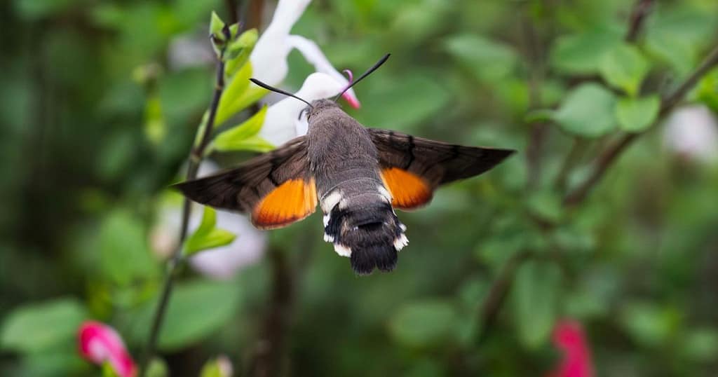 Hummingbird hawk-moth feeding on a Hot Lips salvia flower in a September wildlife garden - landscape
