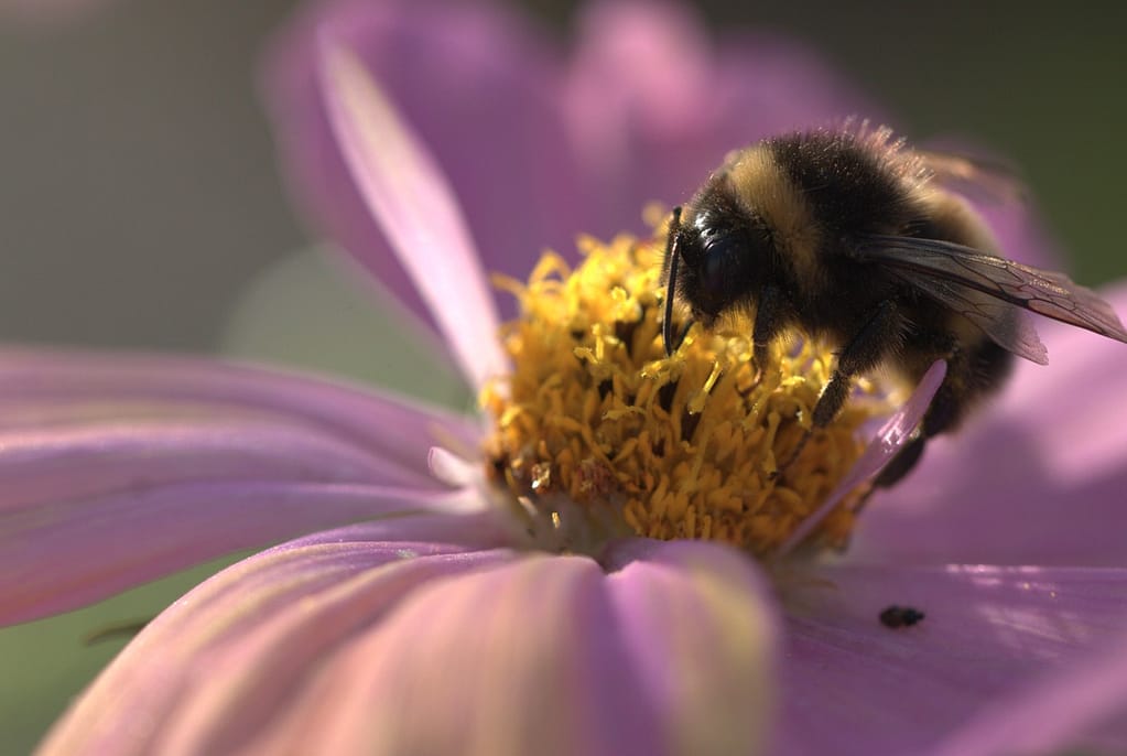 Close-up of a bumblebee on a pink cosmos flower in afternoon sun