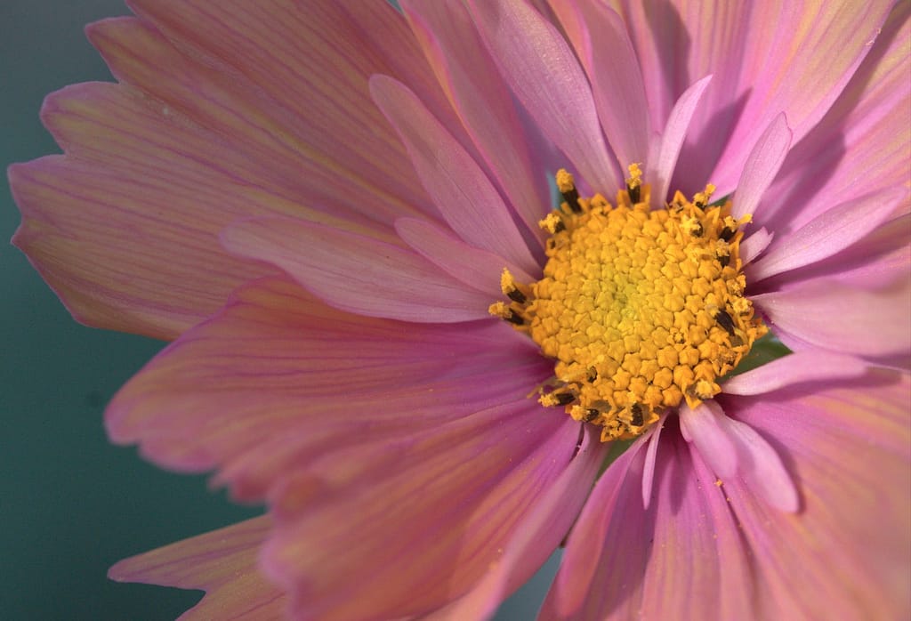 Close-up of a pink cosmos flower in a wildlife garden — gardening for mental health