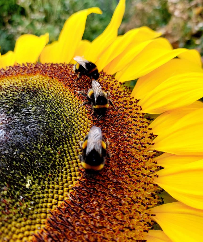 Three bumblebees collecting pollen on a bright yellow sunflower — a close-up burst of summer colour and life.