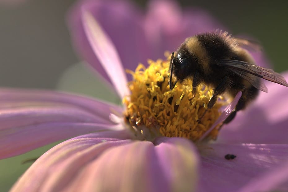 Close-up of a bumblebee on a pink cosmos flower in afternoon sun