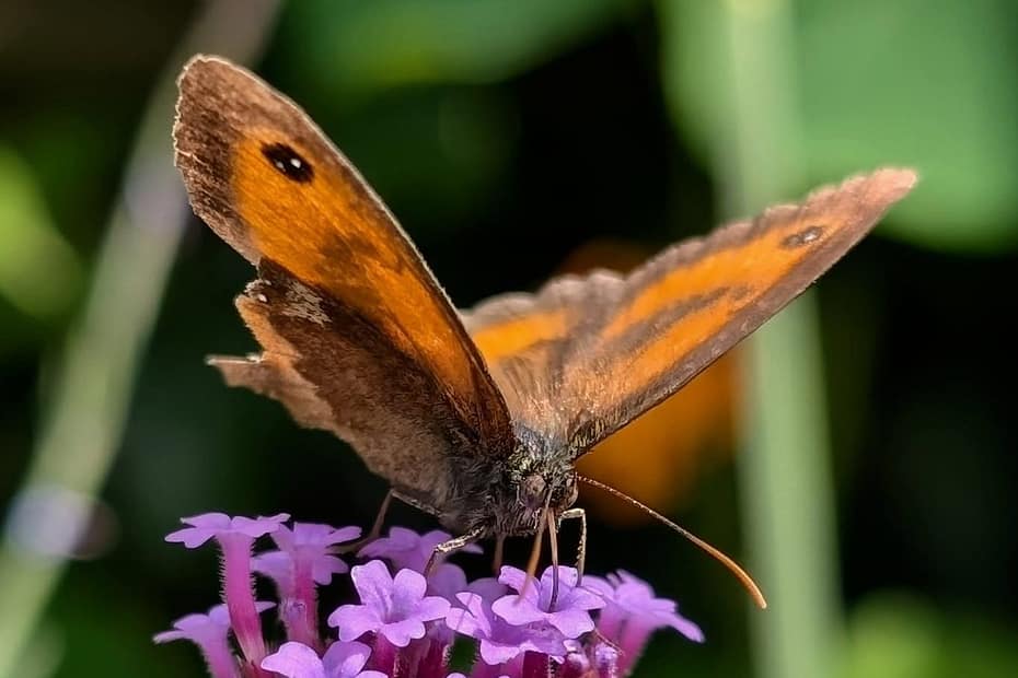 purple flower with butterfly