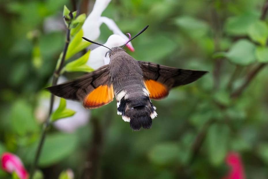 Hummingbird hawk-moth feeding on a Hot Lips salvia flower in a September wildlife garden - landscape