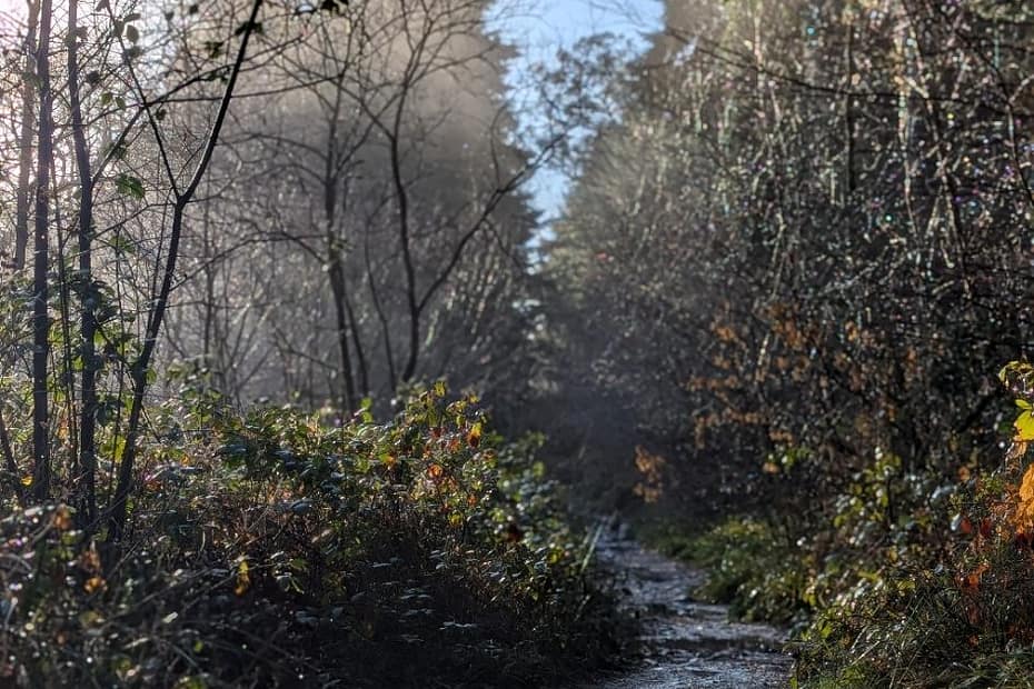 Winter woodland path with sunlight filtering through bare trees, puddles reflecting the light and a quiet sense of onward movement.